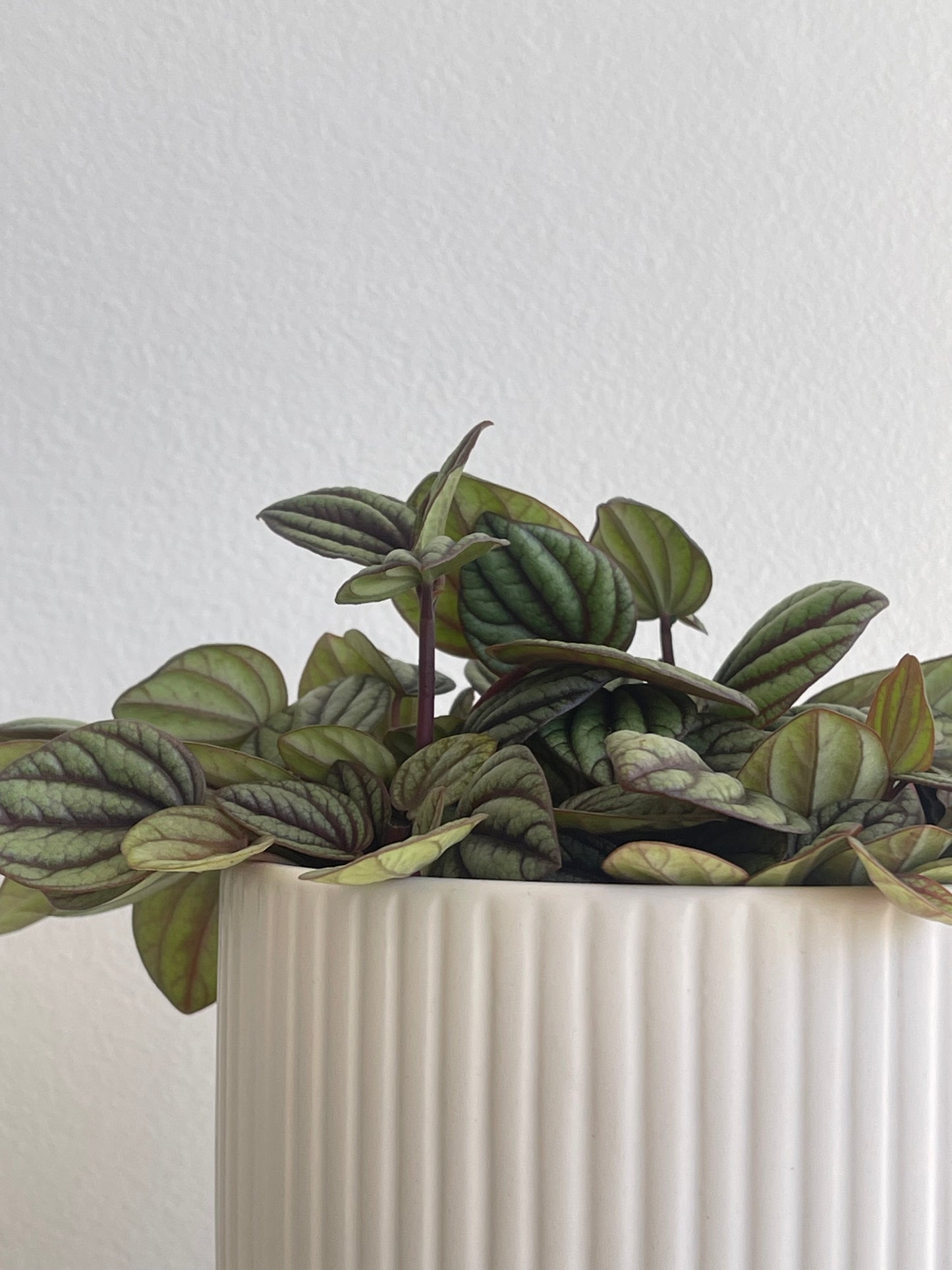 Peperomia SPP
