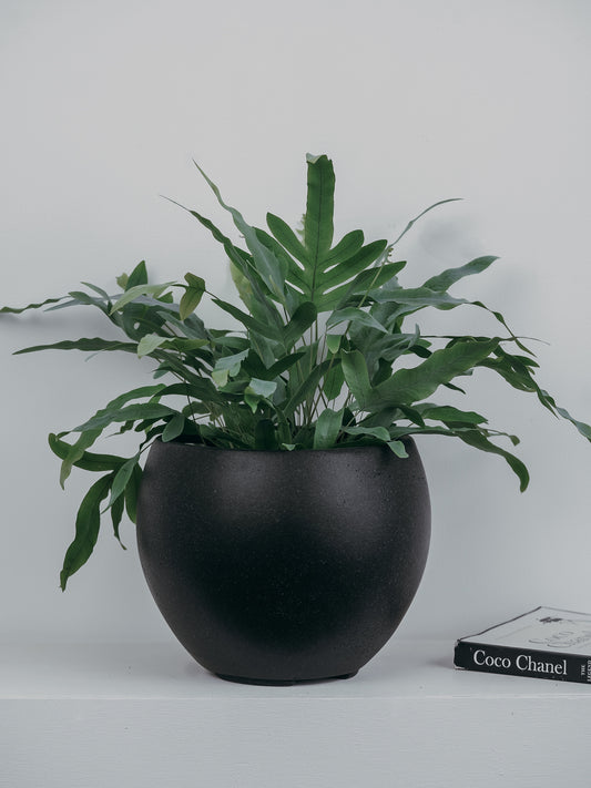 Phlebodium Blue Star Fern