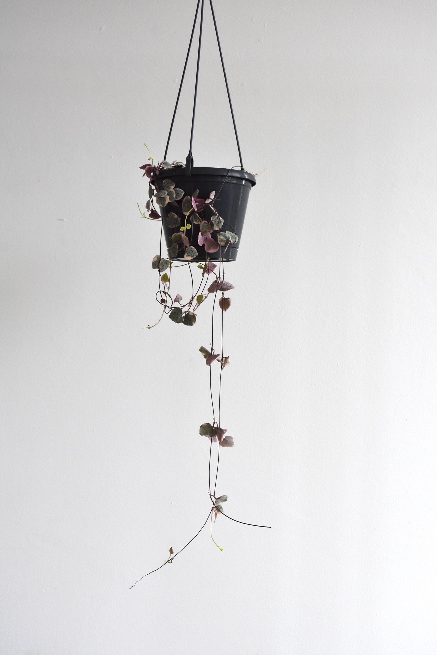 Ceropegia Woodii "Variegated Chain of Hearts"
