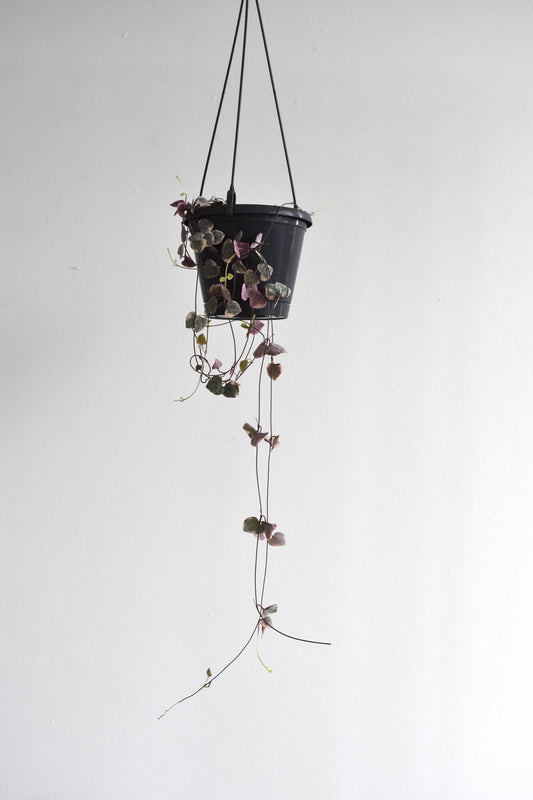 Ceropegia Woodii "Variegated Chain of Hearts"