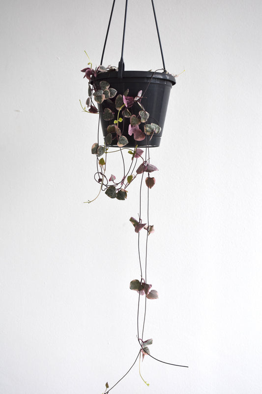 Ceropegia Woodii "Variegated Chain of Hearts"
