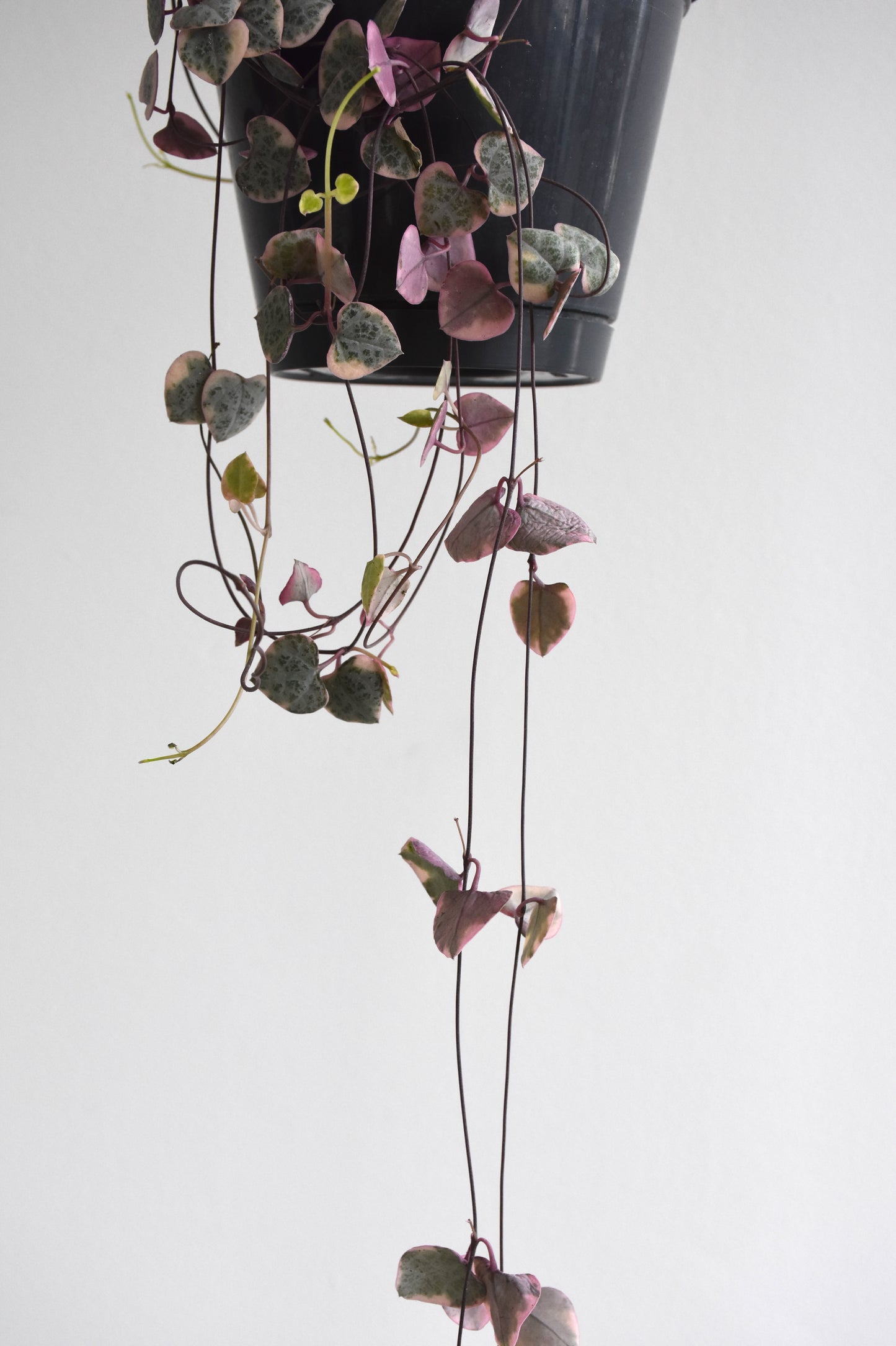 Ceropegia Woodii "Variegated Chain of Hearts"