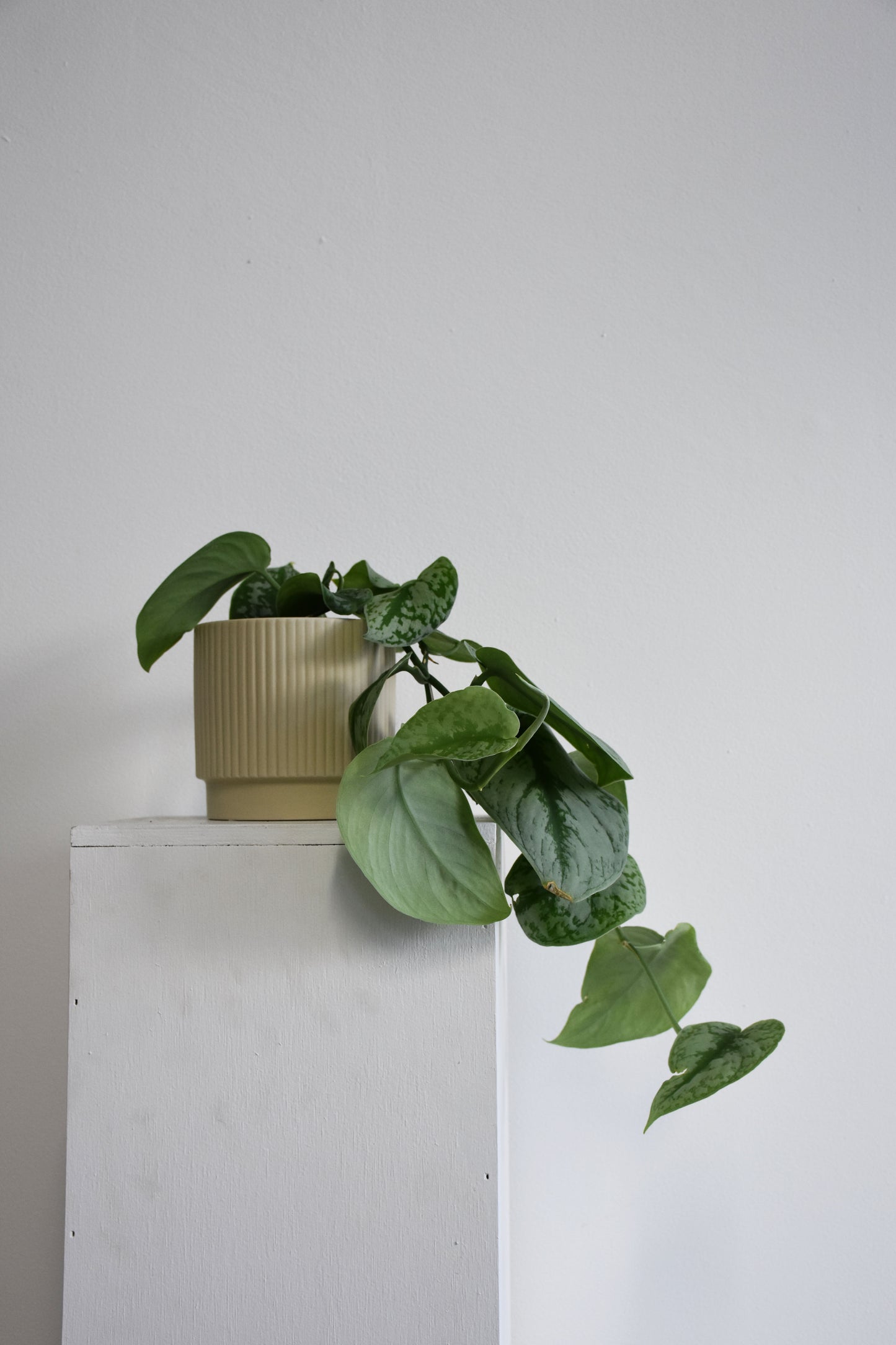 Juno Pots