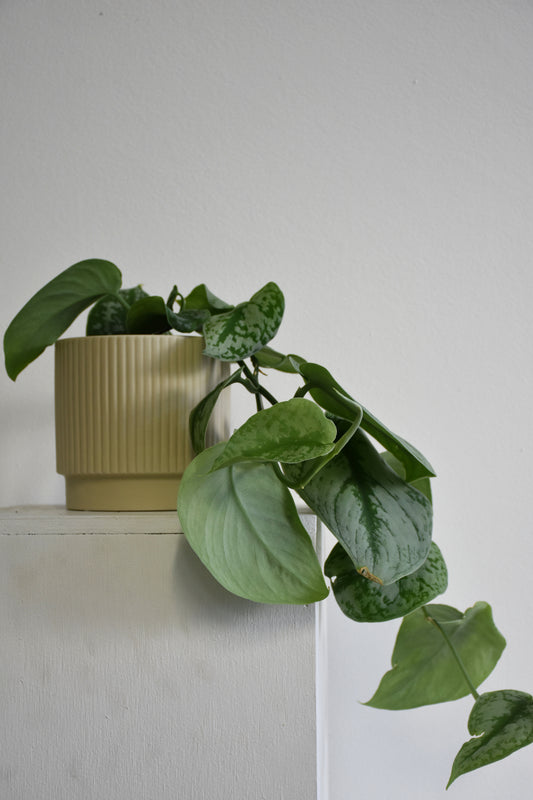 Juno Pots