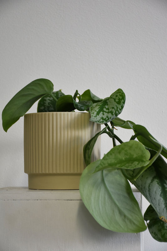 Juno Pots