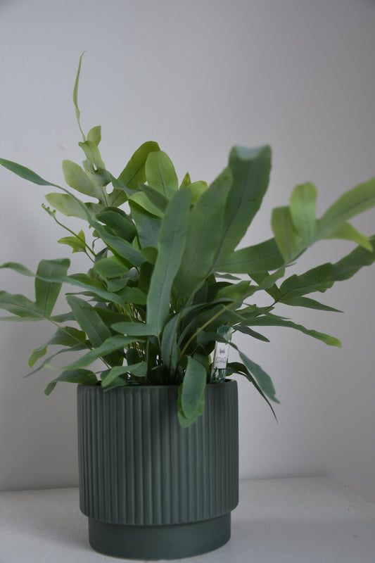 Phlebodium Blue Star Fern