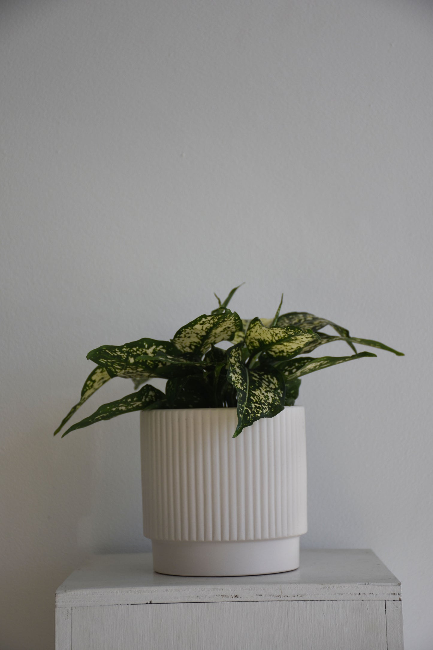 Aglaonema Thai Snowflakes