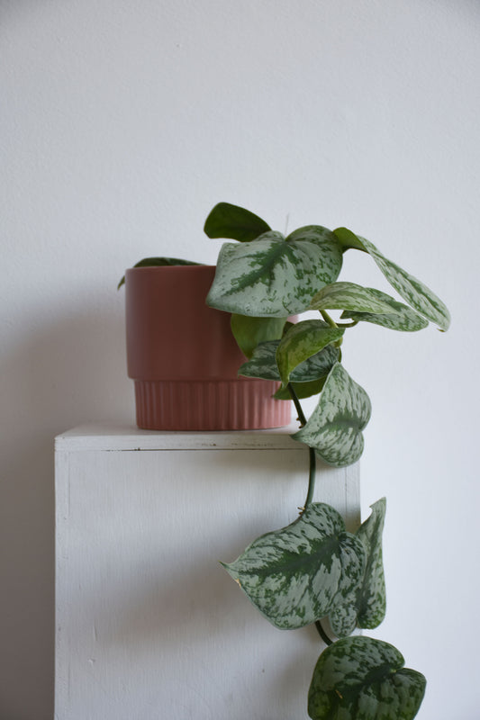 Klara Pots