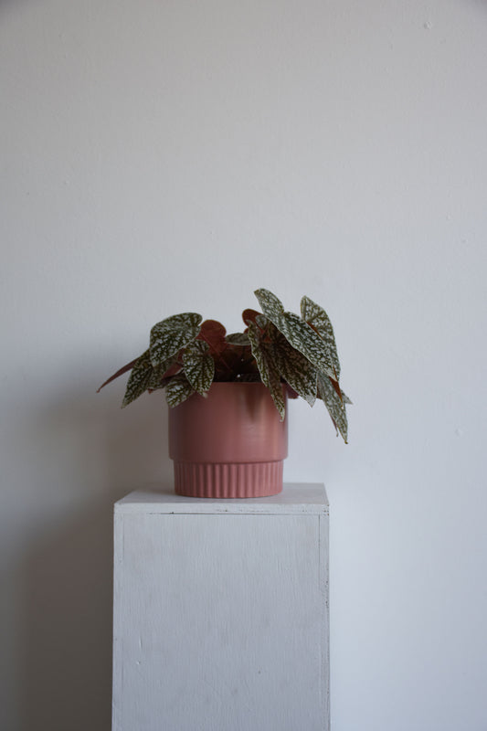 Klara Pots