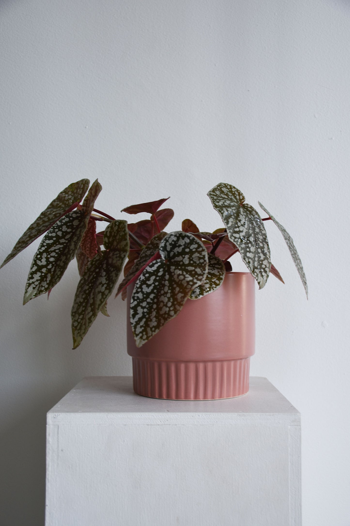 Klara Pots
