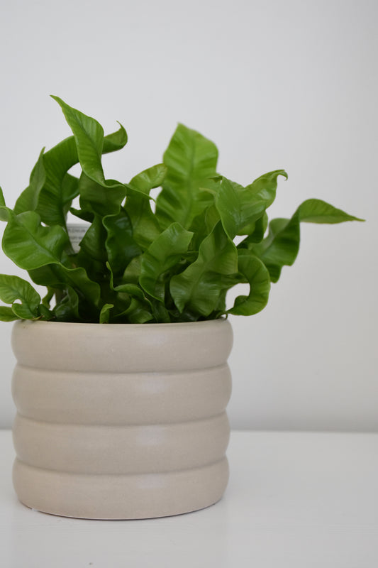 The Wavy Duo Plant & Pot