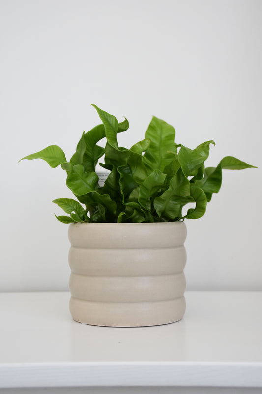 The Wavy Duo Plant & Pot