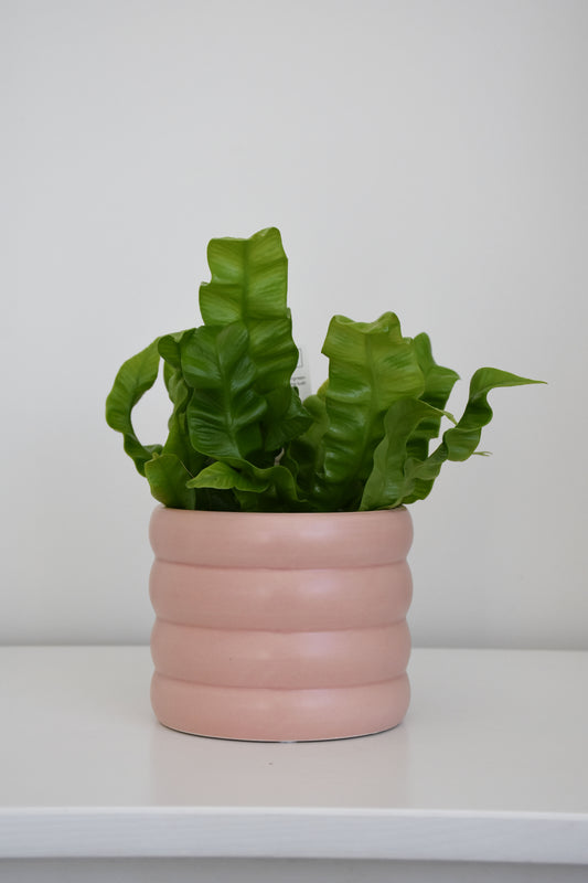 The Wavy Duo Plant & Pot