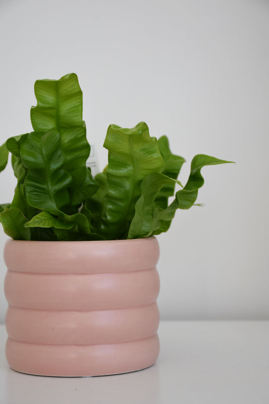 The Wavy Duo Plant & Pot