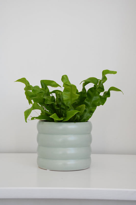 The Wavy Duo Plant & Pot