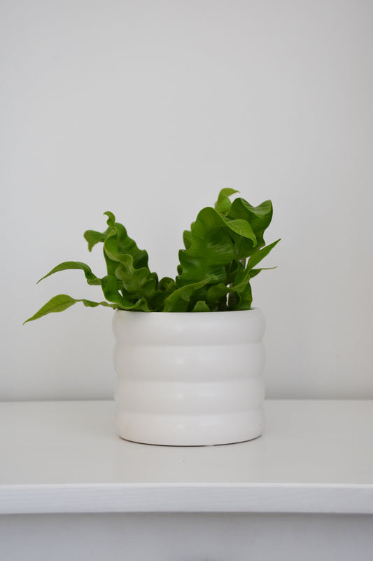 The Wavy Duo Plant & Pot