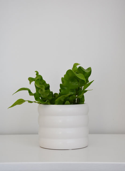 The Wavy Duo Plant & Pot
