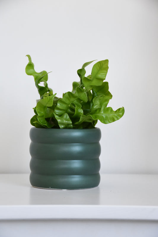 The Wavy Duo Plant & Pot