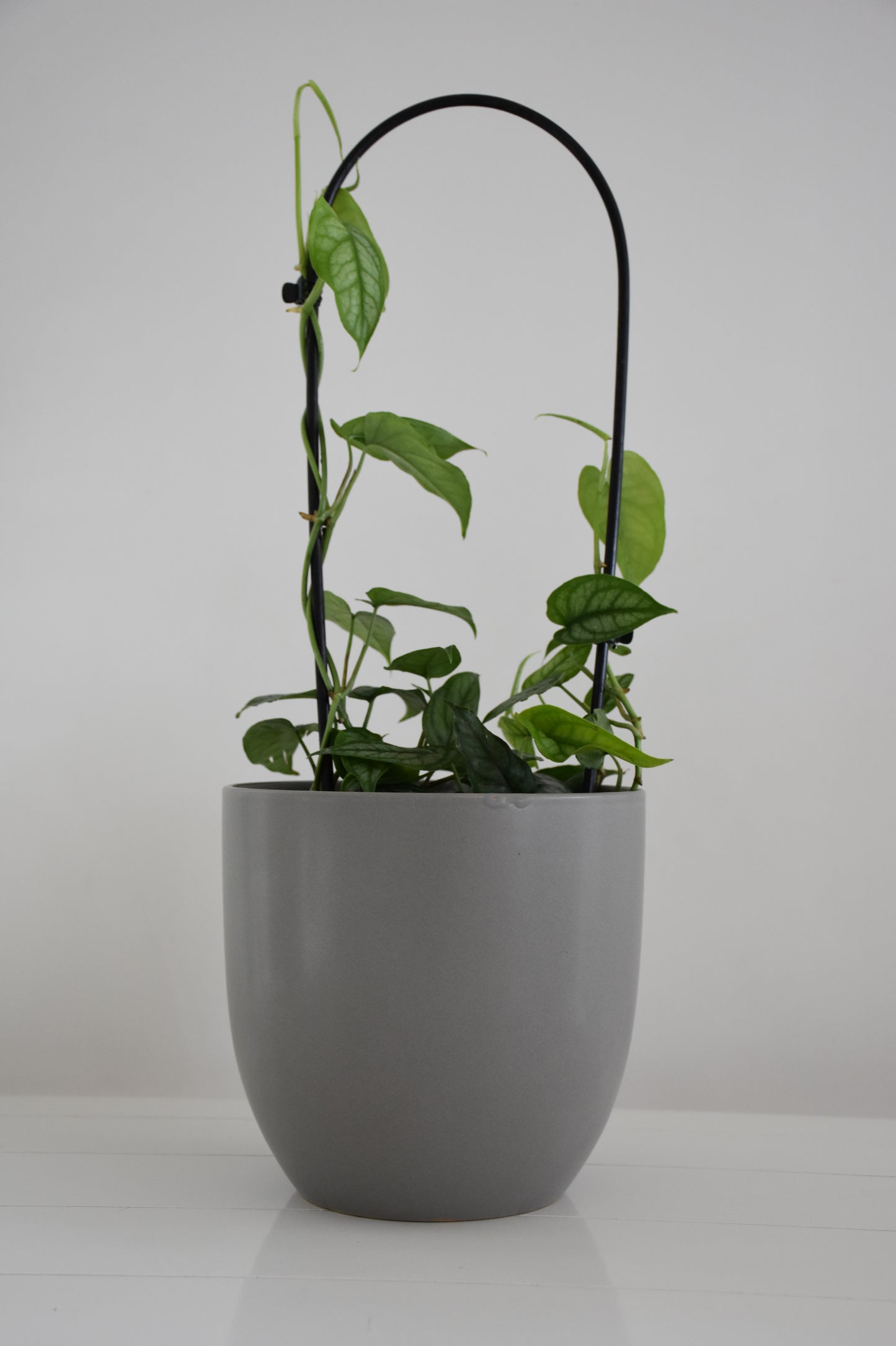 Monstera siltepecana on Arch
