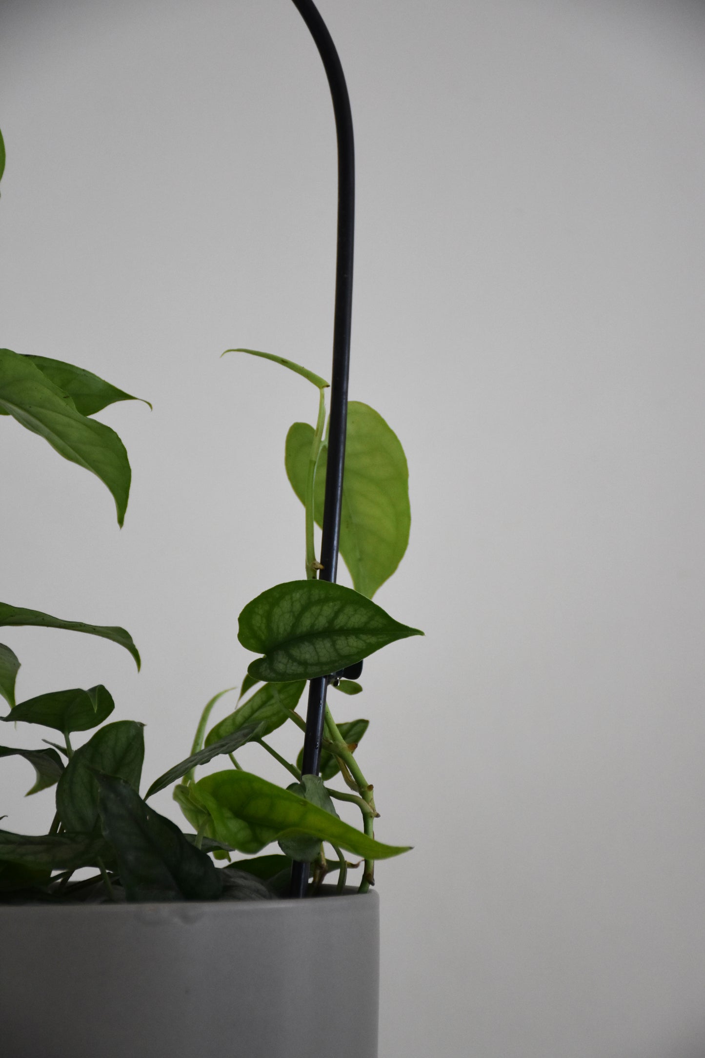 Monstera siltepecana on Arch