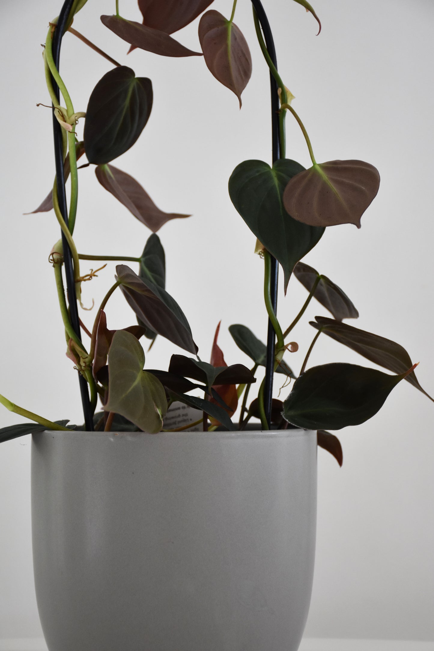 Philodendron Micans