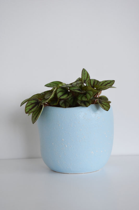 Peperomia Burbella in Tusca Pot