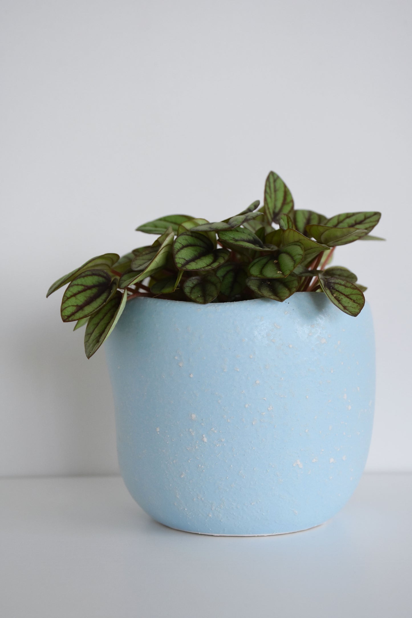 Peperomia Burbella in Tusca Pot