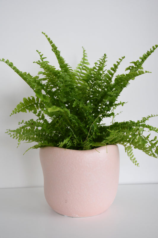 Rabbit’s Foot Fern in Tusca Pot