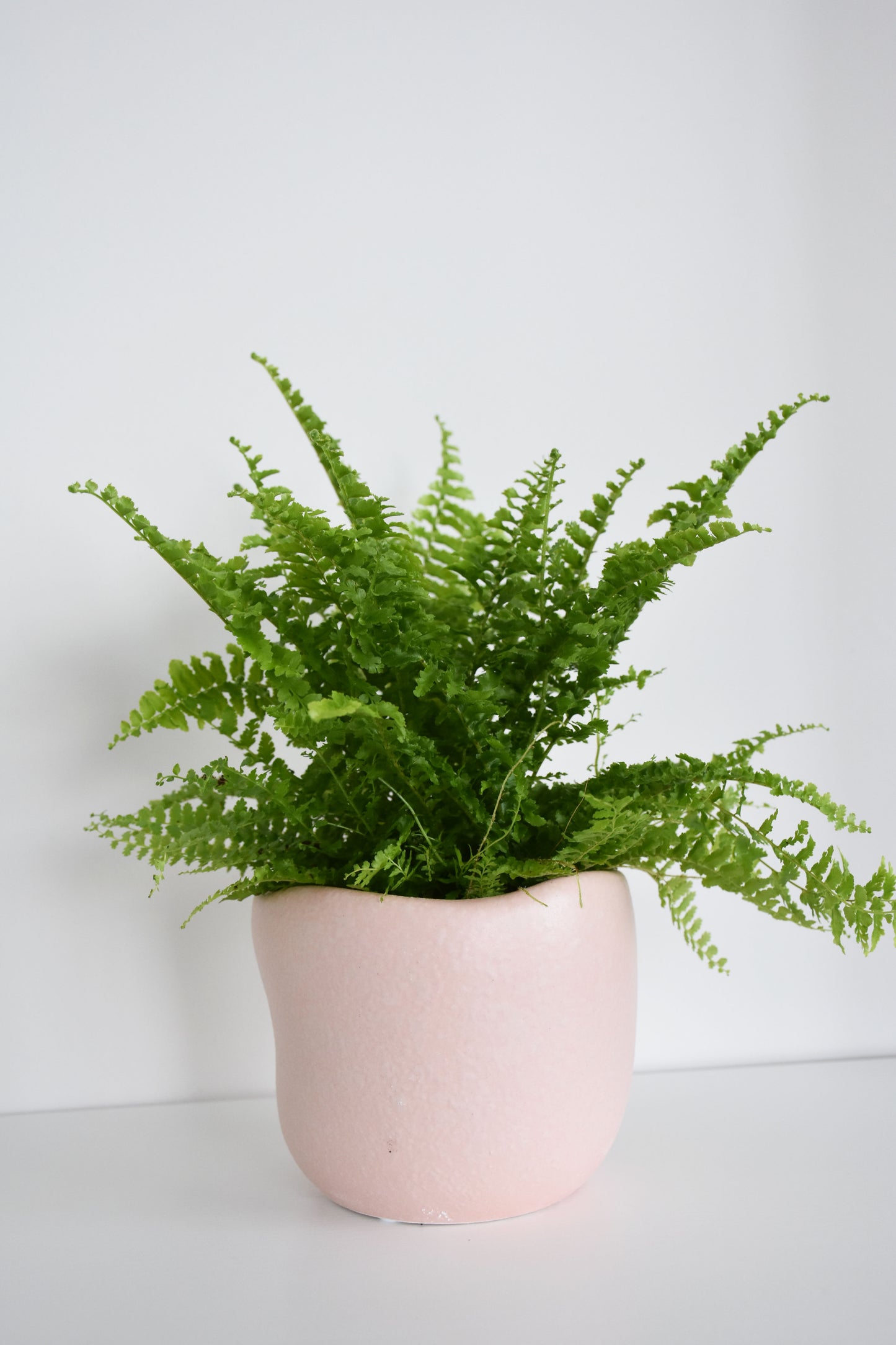 Rabbit’s Foot Fern in Tusca Pot