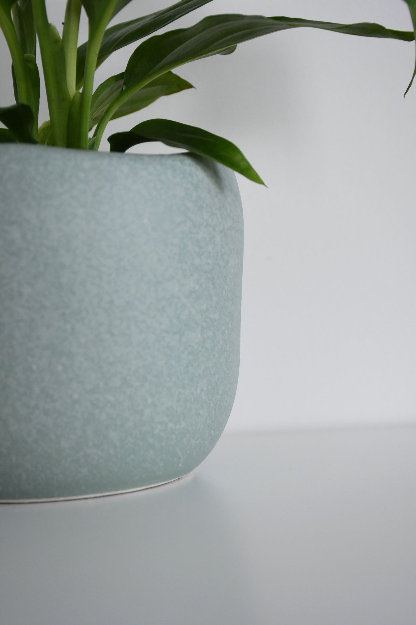 Spathiphyllum in Tusca Pot