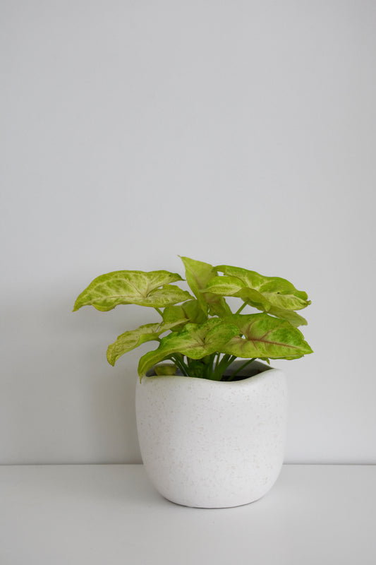 Syngonium White Butterfly in Tusca Pot