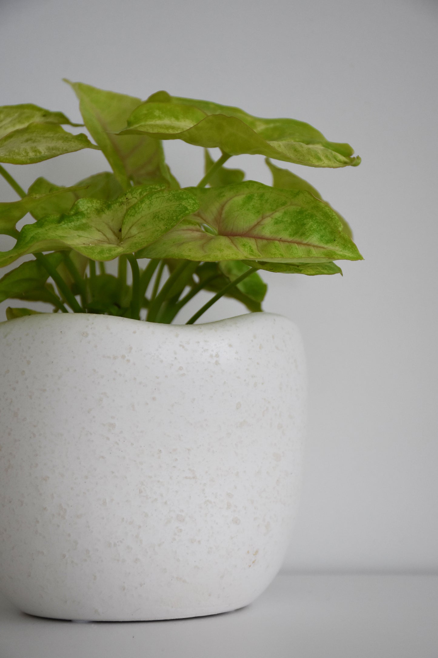Syngonium White Butterfly in Tusca Pot