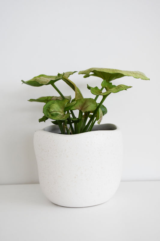 Syngonium Pink Splash in Tusca Pot