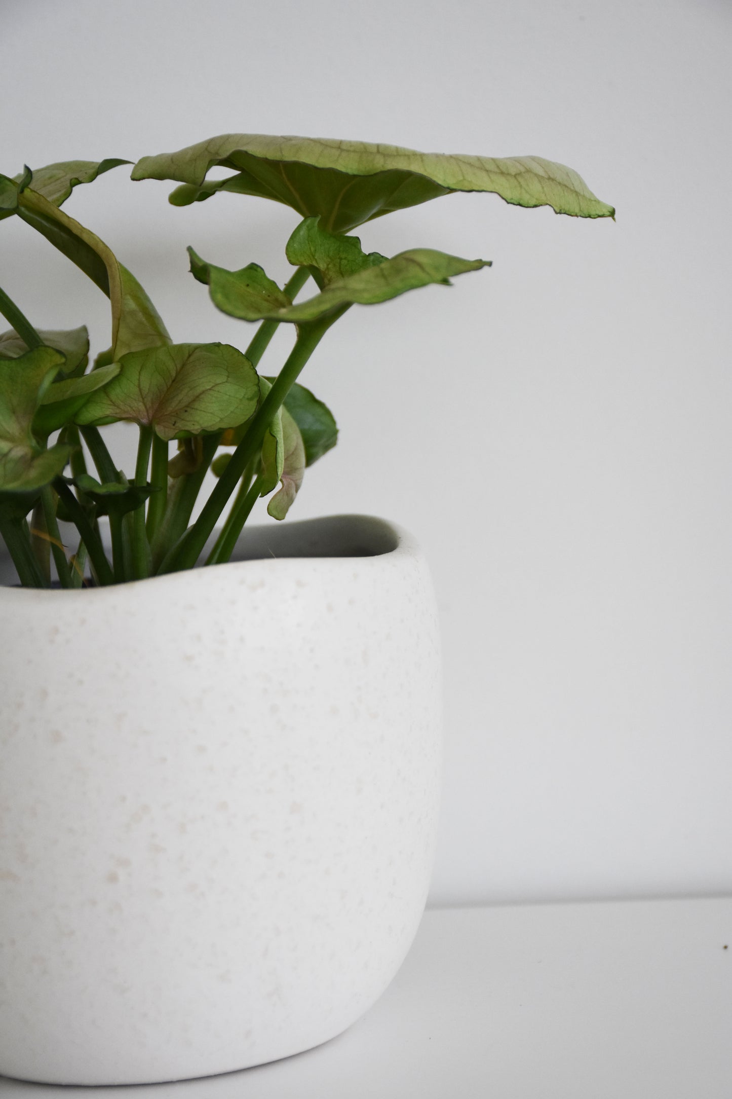 Syngonium Pink Splash in Tusca Pot