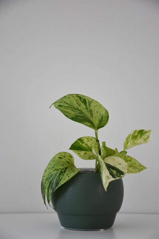 Riva Pot