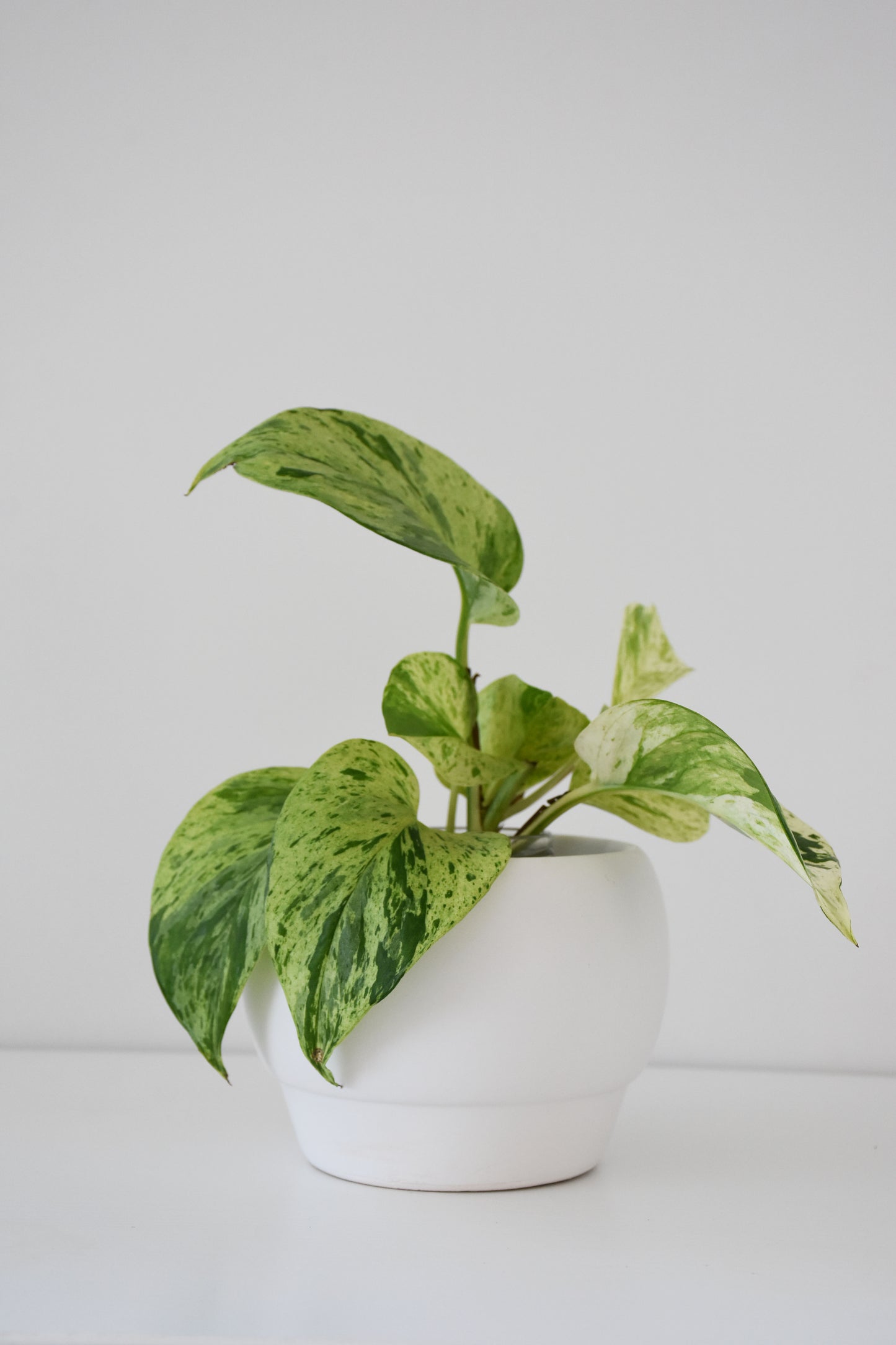Riva Pot