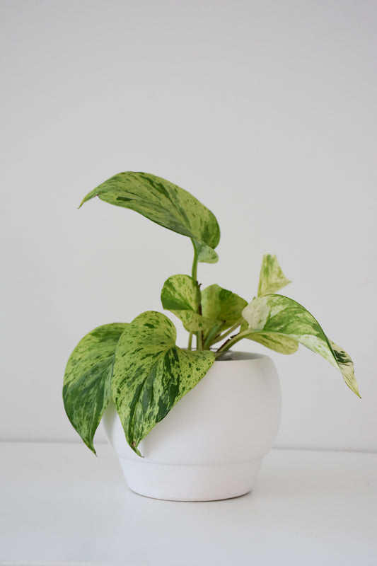 Riva Pot