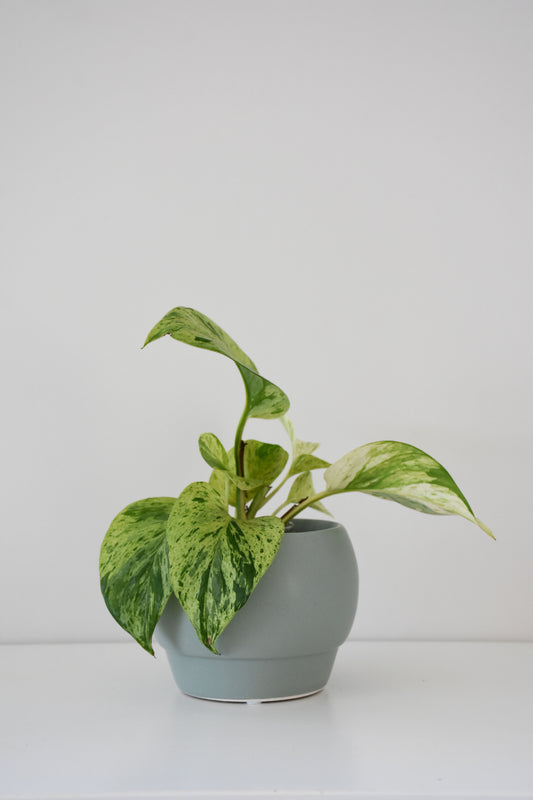 Riva Pot