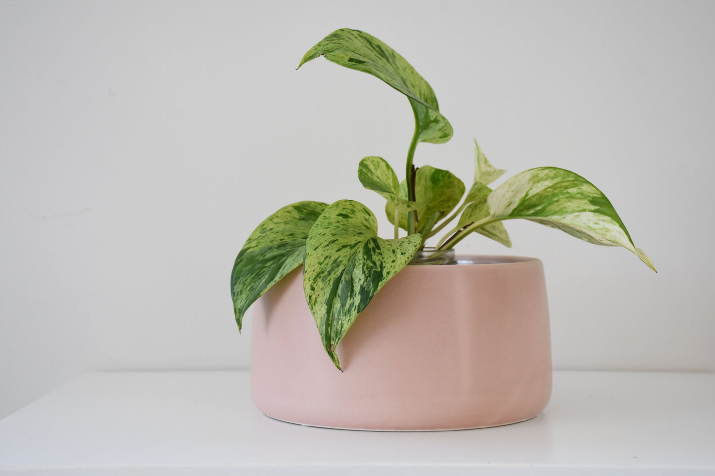 Salma Pot