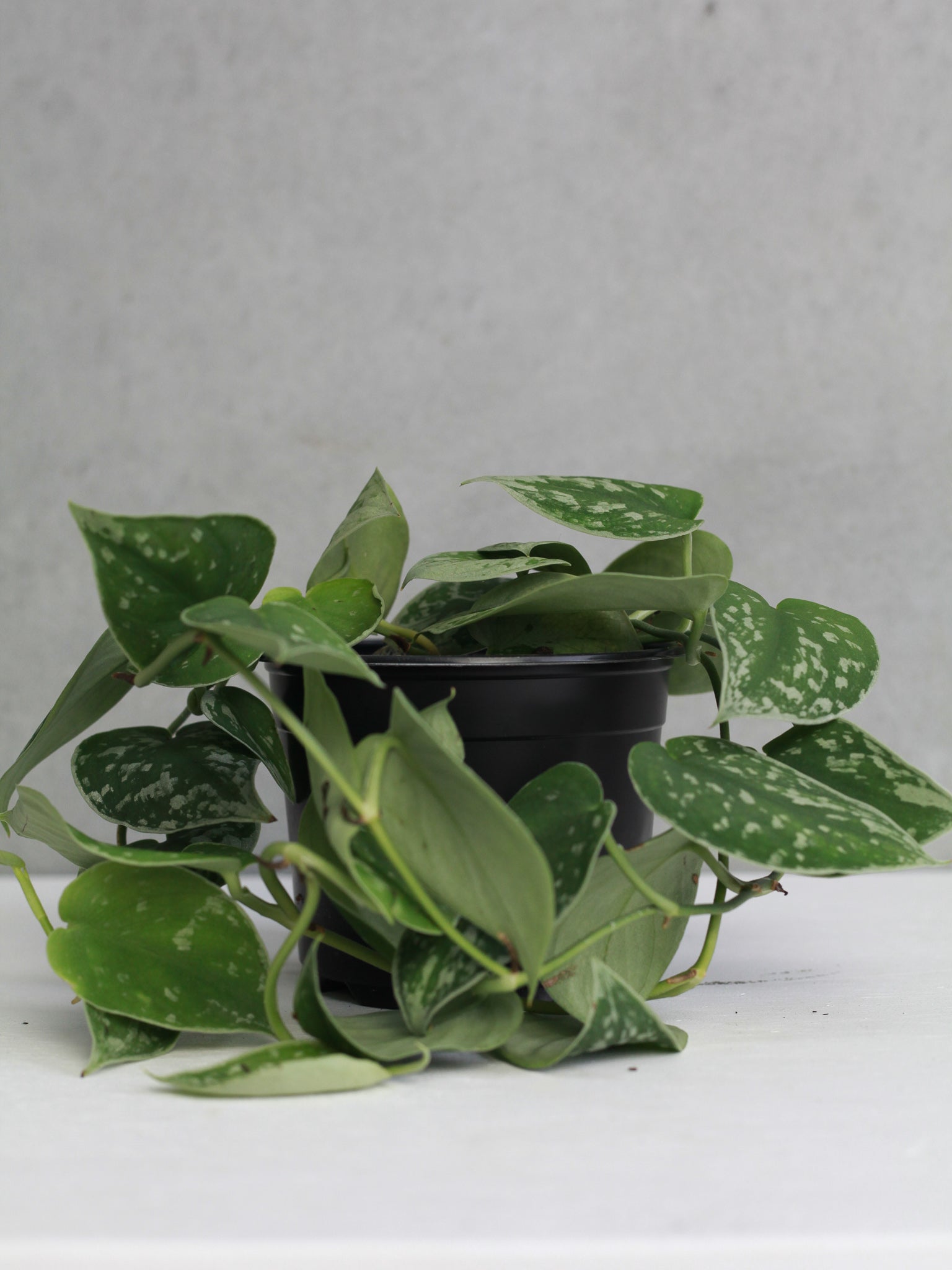 satin pothos nz Satin Pothos – Black House Creative