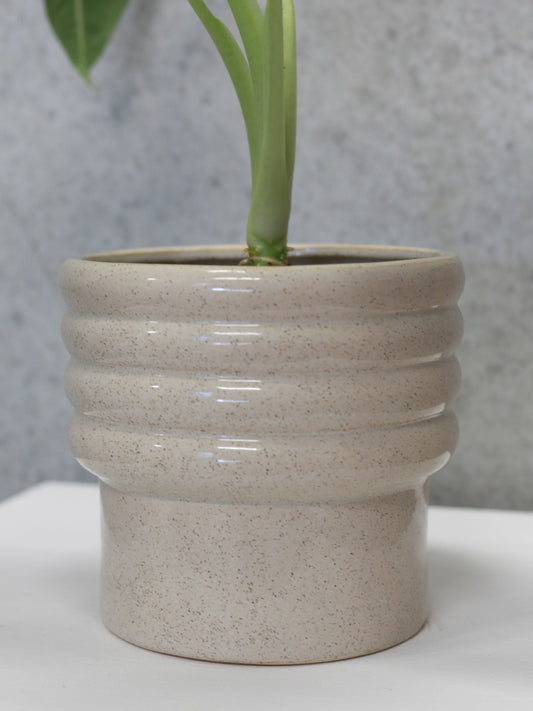 Speckled Pot