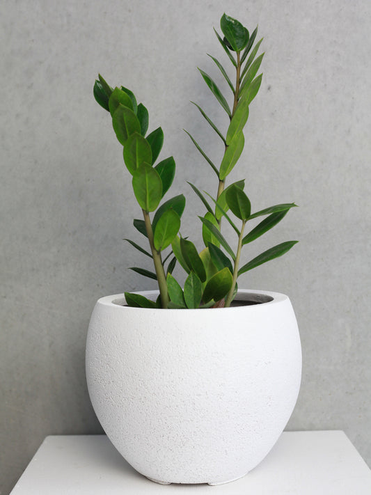 $65 Monthly Subscription