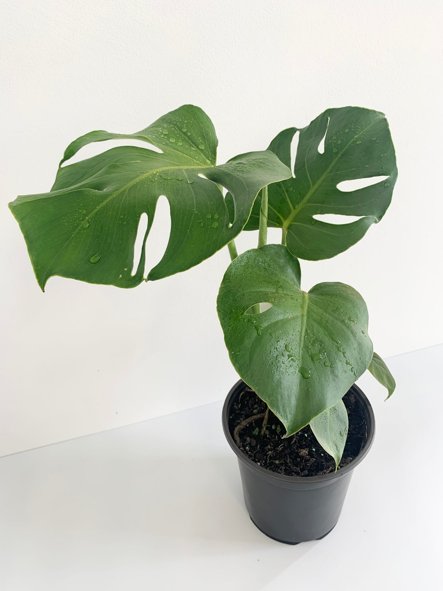 Monstera Deliciosa