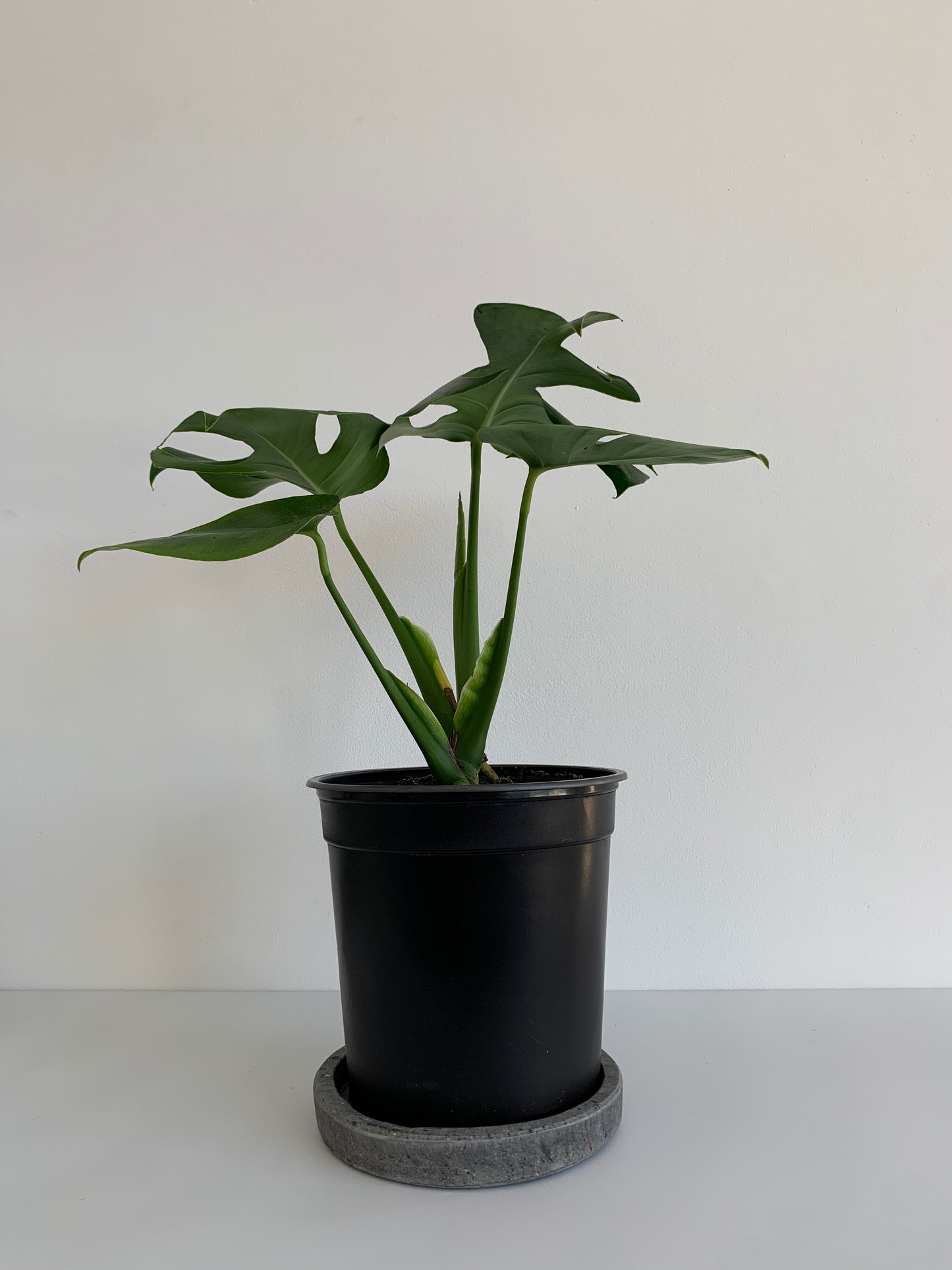 Monstera Deliciosa