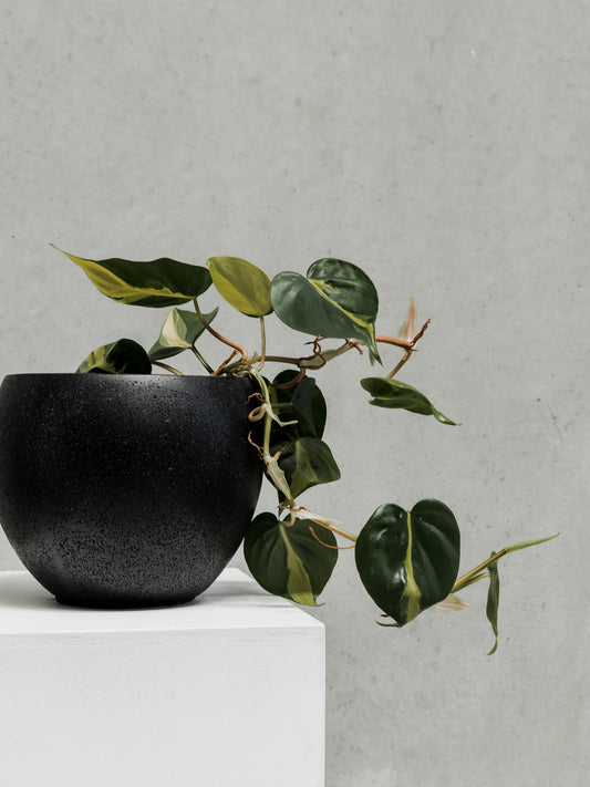 $25 Monthly Subscription