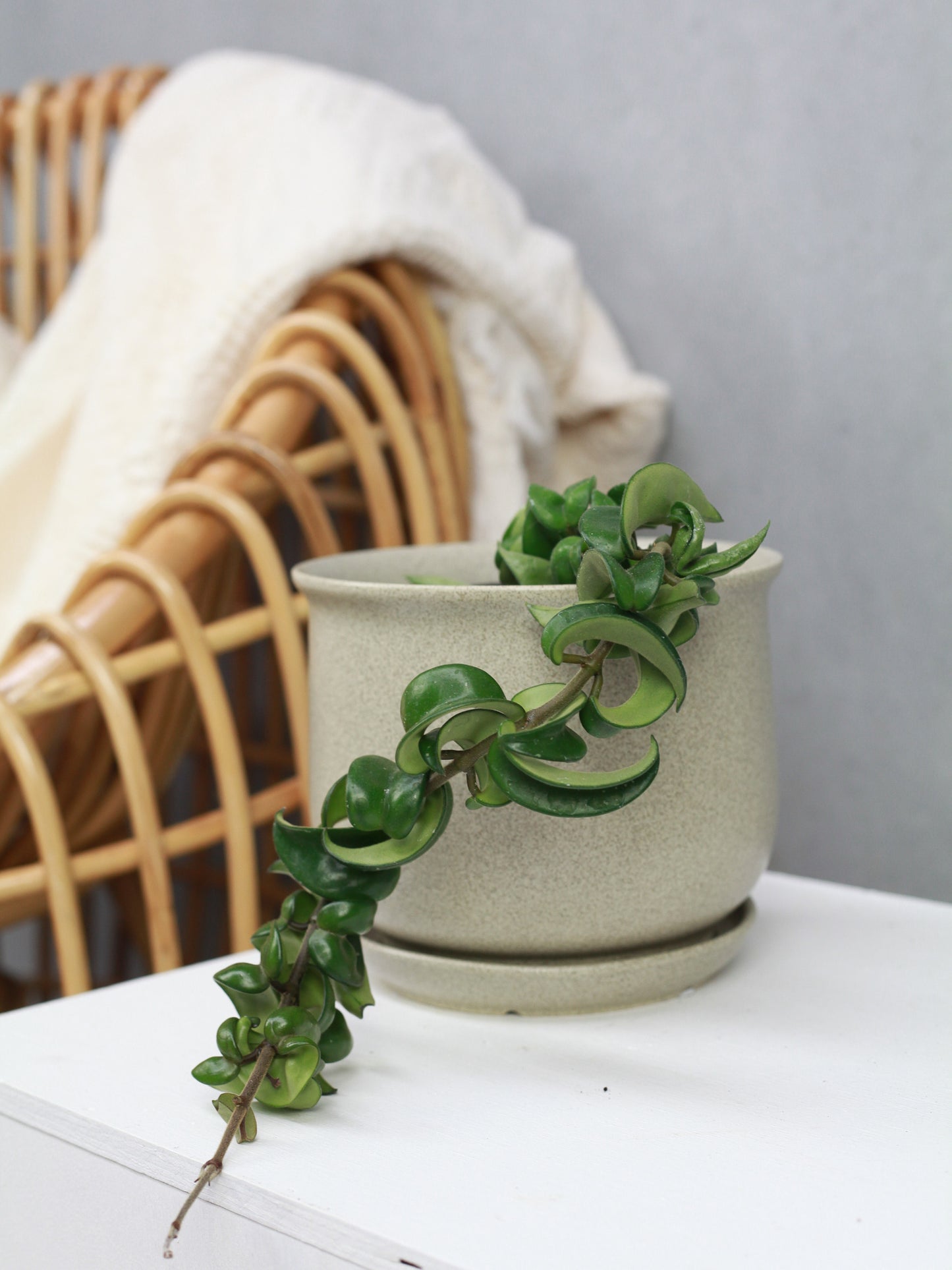 Hoya Hindu Rope