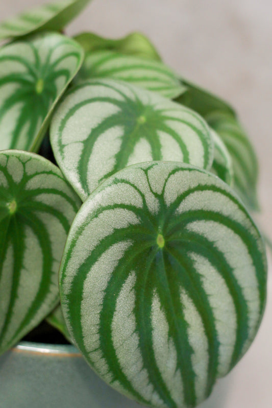 Watermelon Peperomia