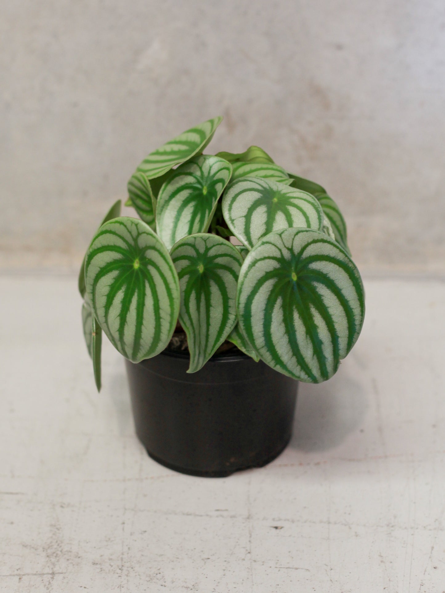 Watermelon Peperomia