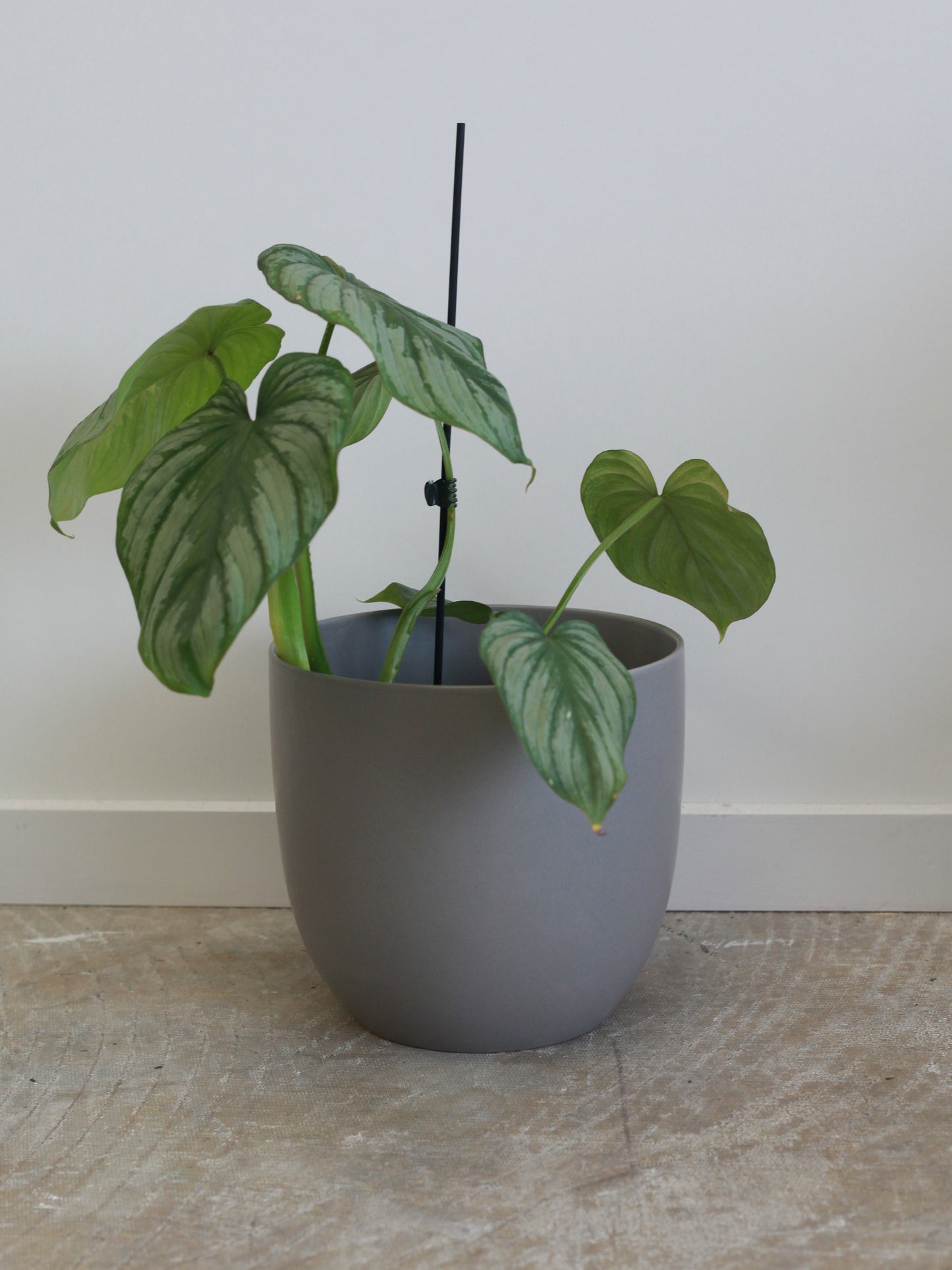 Egg Cover Pot Set