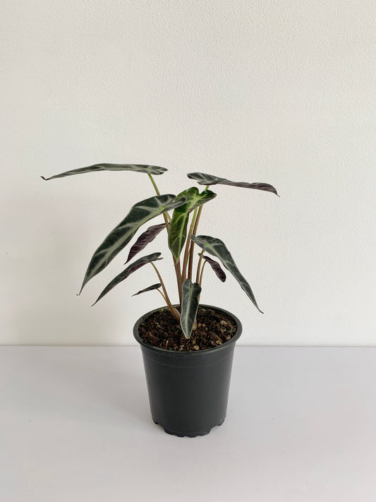 Alocasia Amazonica "Bambino"